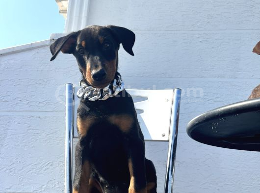 Orjinal Fotoğraflar Ile Doberman Bebekler Canlı Görebiliriz