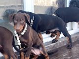 Orjinal Fotoğraflar Ile Doberman Bebekler Canlı Görebiliriz