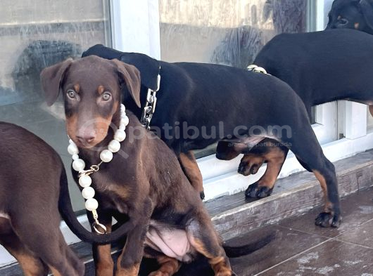 Orjinal Fotoğraflar Ile Doberman Bebekler Canlı Görebiliriz görsel