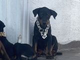 Orjinal Fotoğraflar Ile Doberman Bebekler Canlı Görebiliriz