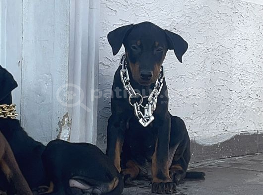 Orjinal Fotoğraflar Ile Doberman Bebekler Canlı Görebiliriz görsel