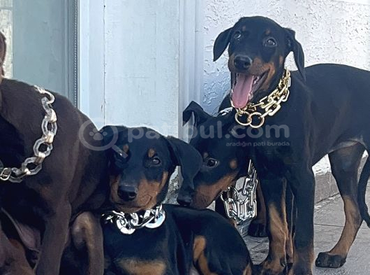 Orjinal Fotoğraflar Ile Doberman Bebekler Canlı Görebiliriz görsel