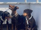 Orjinal Fotoğraflar Ile Doberman Bebekler Canlı Görebiliriz