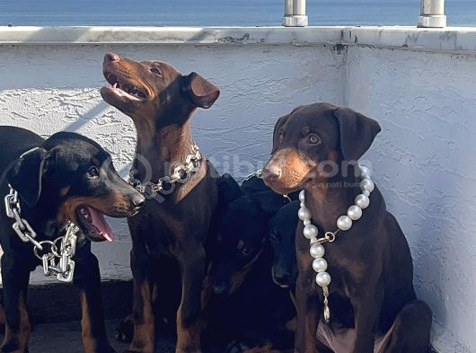 Orjinal Fotoğraflar Ile Doberman Bebekler Canlı Görebiliriz görsel