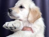 Safkan Golden Retriever Yavru