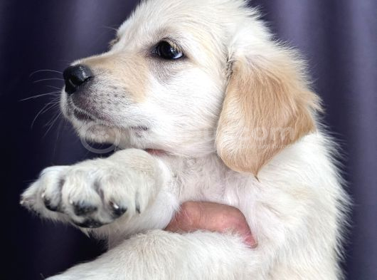 Safkan Golden Retriever Yavru görsel