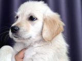 Safkan Golden Retriever Yavru