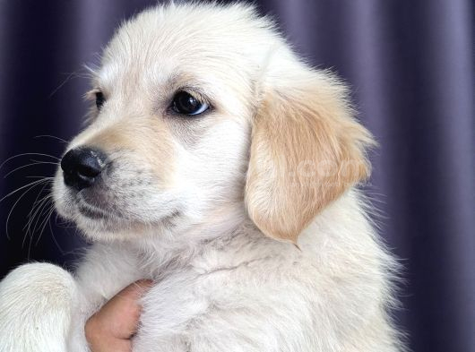 Safkan Golden Retriever Yavru görsel