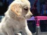 Safkan golden retriever yavru