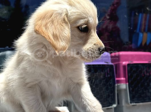 Safkan Golden Retriever Yavru