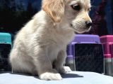 Safkan Golden Retriever Yavru