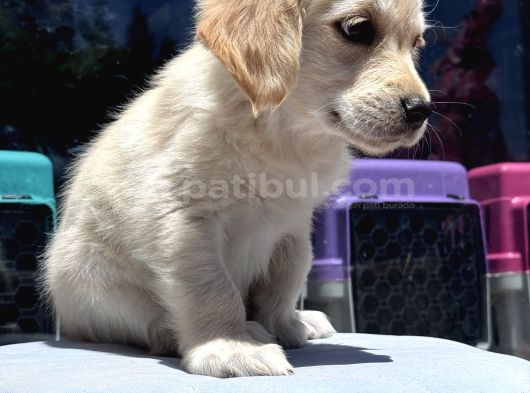 Safkan Golden Retriever Yavru görsel