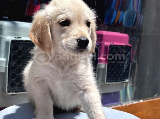Safkan Golden Retriever Yavru görsel