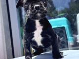 Sevimli French Bulldog Yavrusu