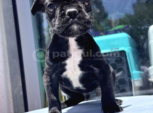 Sevimli French Bulldog Yavrusu görsel