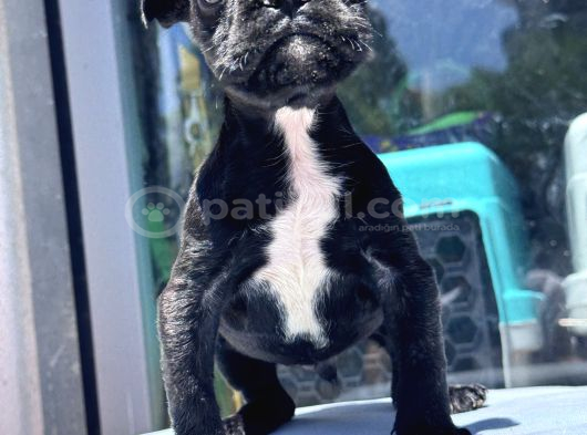 Sevimli French Bulldog Yavrusu görsel