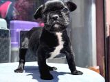 Sevimli French Bulldog Yavrusu