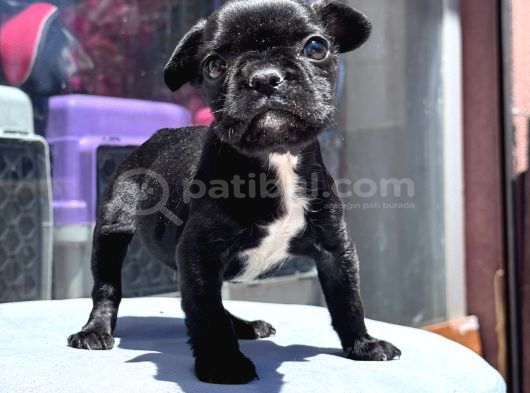 Sevimli French Bulldog Yavrusu görsel