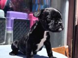 Sevimli French Bulldog Yavrusu
