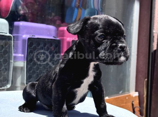 Sevimli French Bulldog Yavrusu görsel