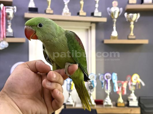 50 Günlük Bebek Alexander Papağan Yavrumuz