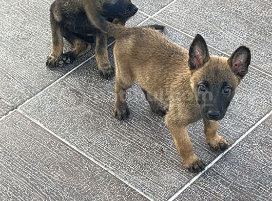 Dik Kulak Koyu Maske Gel Göre Al