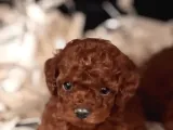 Muhteşem Kali̇te Toy Poodle Yavrularimiz