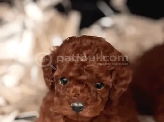 Muhteşem Kali̇te Toy Poodle Yavrularimiz görsel