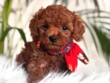 MUHTEŞEM KALİTE TOY POODLE YAVRULARIMIZ