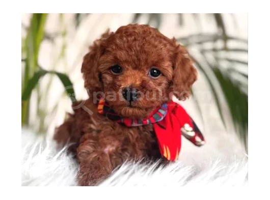 Muhteşem Kali̇te Toy Poodle Yavrularimiz