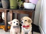 Shiba inu ve golden melezi