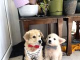 Shiba Inu Ve Golden Melezi