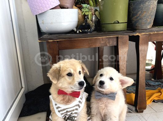 Shiba Inu Ve Golden Melezi görsel