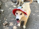 Shiba Inu Ve Golden Melezi