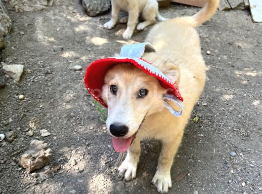 Shiba Inu Ve Golden Melezi görsel