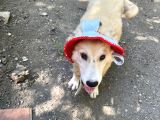 Shiba Inu Ve Golden Melezi
