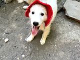 Shiba Inu Ve Golden Melezi