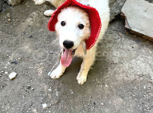 Shiba Inu Ve Golden Melezi görsel