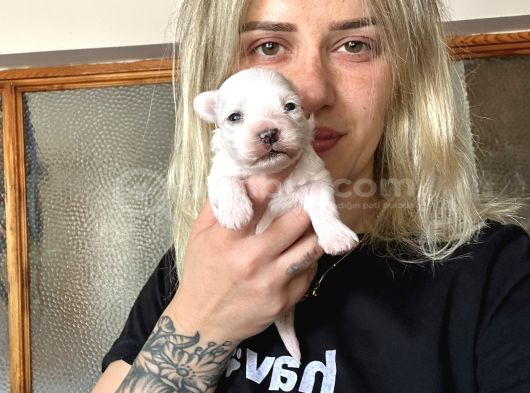 Maltese Yavrular görsel