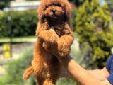 5 Aylik Kore Di̇şi̇ Aşili Bebeği̇mi̇z