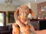 Rabbit Teacup Dacshund Yavrumuz