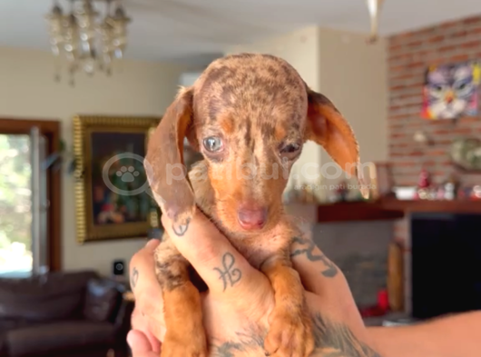 Rabbit Teacup Dacshund Yavrumuz görsel