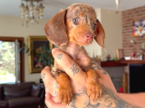 Rabbit teacup dacshund yavrumuz