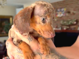 Rabbit Teacup Dacshund Yavrumuz