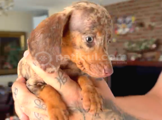 Rabbit Teacup Dacshund Yavrumuz görsel