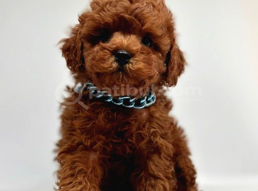 Red Brown Mini Boy Toy Poodle Yavrular