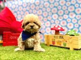 Mini Maltipoo Büyümeyecek Bebekler