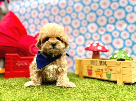 Mini Maltipoo Büyümeyecek Bebekler görsel