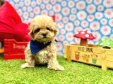 Mini Maltipoo Büyümeyecek Bebekler