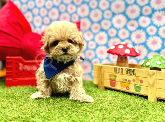 Mini Maltipoo Büyümeyecek Bebekler